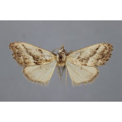 /filer/webapps/moths/media/images/L/loxoleuca_Meganola_HT_BMNH.jpg