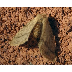 /filer/webapps/moths/media/images/D/devylderi_Trichophiala_AF_Raviglione.jpg
