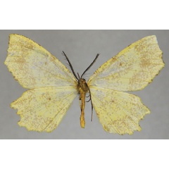 /filer/webapps/moths/media/images/U/ugandensis_Narthecusa_AM_ZSMb.jpg