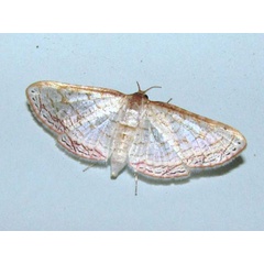 /filer/webapps/moths/media/images/S/serraticornis_Rhodoneura_A_Goff.jpg