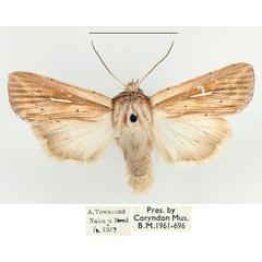 /filer/webapps/moths/media/images/U/ustata_Mythimna_AM_BMNH.jpg