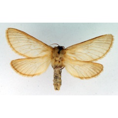/filer/webapps/moths/media/images/H/hololeuca_Eudalaca_AF_TMSA.jpg
