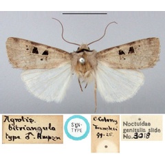 /filer/webapps/moths/media/images/B/bitriangula_Agrotis_ST_BMNH.jpg