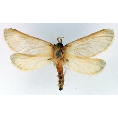 /filer/webapps/moths/media/images/H/hololeuca_Eudalaca_AM_TMSA.jpg