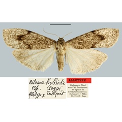 /filer/webapps/moths/media/images/S/sogai_Eilema_AT_MNHN.jpg