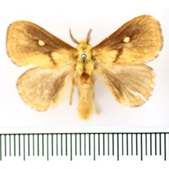/filer/webapps/moths/media/images/R/rugosa_Cosuma_AM_BMNH.jpg