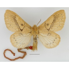 /filer/webapps/moths/media/images/T/tandoensis_Philotherma_AF_Basquin.jpg