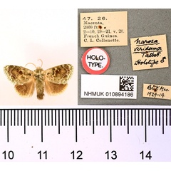 /filer/webapps/moths/media/images/V/viridana_Narosa_HT_BMNH.jpg