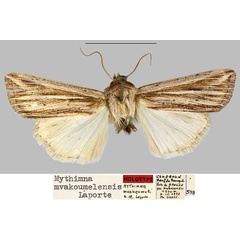 /filer/webapps/moths/media/images/M/mvakoumelensis_Mythimna_HT_MNHN.jpg
