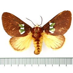 /filer/webapps/moths/media/images/A/albifrons_Latoia_AF_BMNH_02.jpg