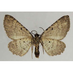 /filer/webapps/moths/media/images/F/filia_Horisme_AF_ZSMb.jpg