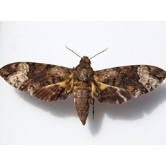 /filer/webapps/moths/media/images/F/fulvinotata_Coelonia_A_Goff.jpg