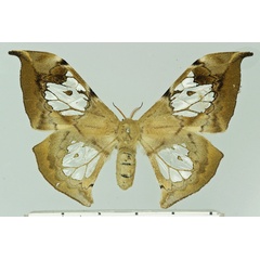 /filer/webapps/moths/media/images/L/luminosa_Orthogonioptilum_AF_Basquin.jpg