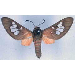 /filer/webapps/moths/media/images/L/laureola_Balacra_STM_BMNH_01.jpg