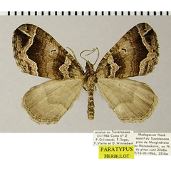 /filer/webapps/moths/media/images/G/griveaudi_Mimoclystia_PTM_ZSMa.jpg