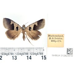 /filer/webapps/moths/media/images/P/phaeotermesia_Anoba_PTF_BMNH.jpg