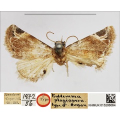 /filer/webapps/moths/media/images/P/plagiopera_Eublemma_HT_NHMUK.jpg