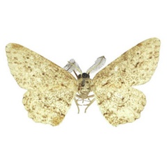 /filer/webapps/moths/media/images/I/incauta_Colocleora_AM_BMNH.jpg