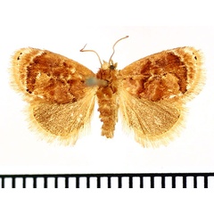 /filer/webapps/moths/media/images/V/velutina_Gavara_AM_BMNH_02.jpg