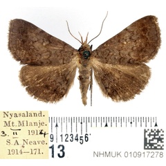 /filer/webapps/moths/media/images/R/rufipalpis_Mecodina_AM_BMNH.jpg