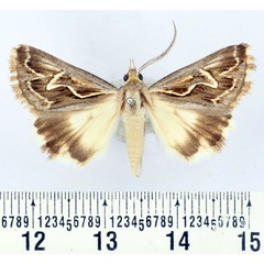 /filer/webapps/moths/media/images/I/illustrata_Cerocala_AM_BMNH.jpg