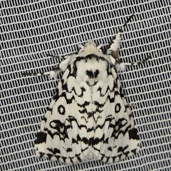 /filer/webapps/moths/media/images/O/octophora_Dasychira_AM_Heynsa.jpg