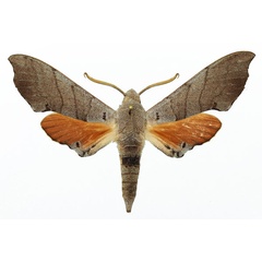 /filer/webapps/moths/media/images/C/coryndoni_Polyptychus_AM_Basquin_03.jpg