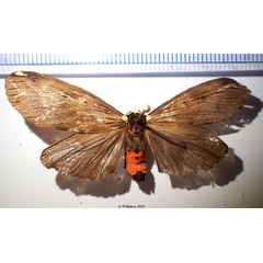 /filer/webapps/moths/media/images/N/nebulosa_Phryganopteryx_AM_Bippus.jpg