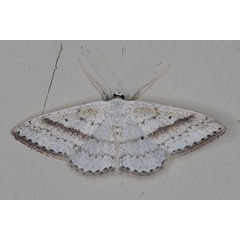 /filer/webapps/moths/media/images/P/punctilineata_Scopula_AF_Heyns.jpg