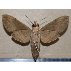 /filer/webapps/moths/media/images/P/peneus_Nephele_A_Goff_02.jpg