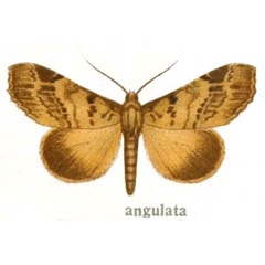 /filer/webapps/moths/media/images/A/angulata_Ogovia_HT_Bethune_34b.jpg