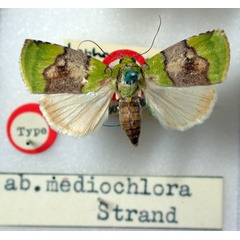 /filer/webapps/moths/media/images/M/medioclara_Lophocrama_HT_BMNH.jpg