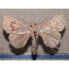 /filer/webapps/moths/media/images/C/crassisquama_Bonaberiana_A_Goff_01.jpg