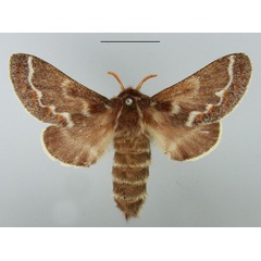 /filer/webapps/moths/media/images/C/capensis_Streblote_AF_TMSA.jpg