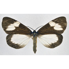 /filer/webapps/moths/media/images/A/apicalis_Podomachla_AM_NHMO.jpg