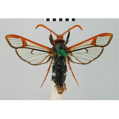 /filer/webapps/moths/media/images/P/propyria_Paranthrene_HT_BMNH.jpg