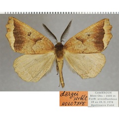 /filer/webapps/moths/media/images/D/dargei_Odontopera_HT_ZSMa.jpg