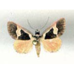/filer/webapps/moths/media/images/L/legraini_Fodina_PTF_Legrain.jpg