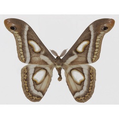 /filer/webapps/moths/media/images/M/macrops_Epiphora_AM_Basquin.jpg