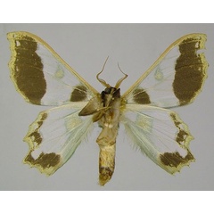 /filer/webapps/moths/media/images/M/melanochlora_Victoria_AM_ZSMb.jpg