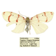 /filer/webapps/moths/media/images/T/takanoi_Cyana_PTF_ANHRT.jpg