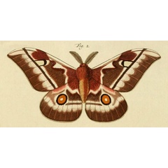 /filer/webapps/moths/media/images/C/caffraria_Bunaea_Stoll_31_2.jpg