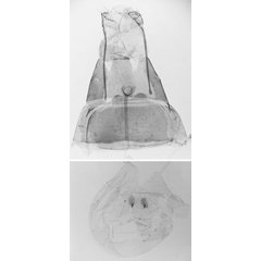 /filer/webapps/moths/media/images/L/leucodactylus_Megalorhipida_GF_MNHN_4380.jpg