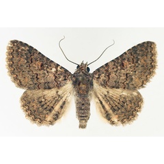 /filer/webapps/moths/media/images/C/cortytoides_Rhabdophera_AM_TMSA_01.jpg