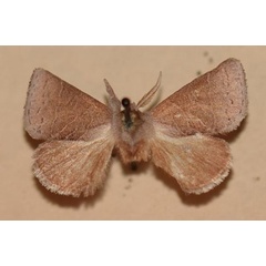 /filer/webapps/moths/media/images/V/vumba_Clostera_HT_NMB.jpg