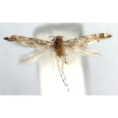 /filer/webapps/moths/media/images/J/jabalshamsi_Phyllonorycter_HT_ZMUC.jpg