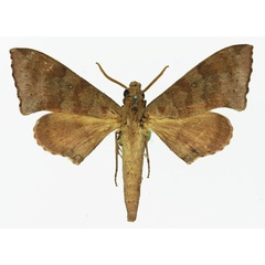 /filer/webapps/moths/media/images/H/hollandi_Polyptychus_AM_Basquin_02.jpg