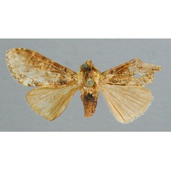 /filer/webapps/moths/media/images/F/fusconebulosa_Eurystauridia_HT_RMCA.jpg