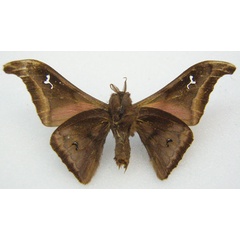 /filer/webapps/moths/media/images/A/apora_Ludia_STM_NHMUKb.jpg
