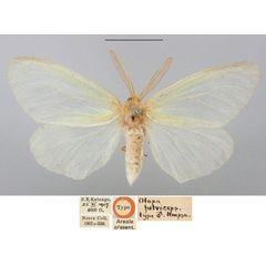 /filer/webapps/moths/media/images/F/fulviceps_Olapa_STM_BMNH.jpg